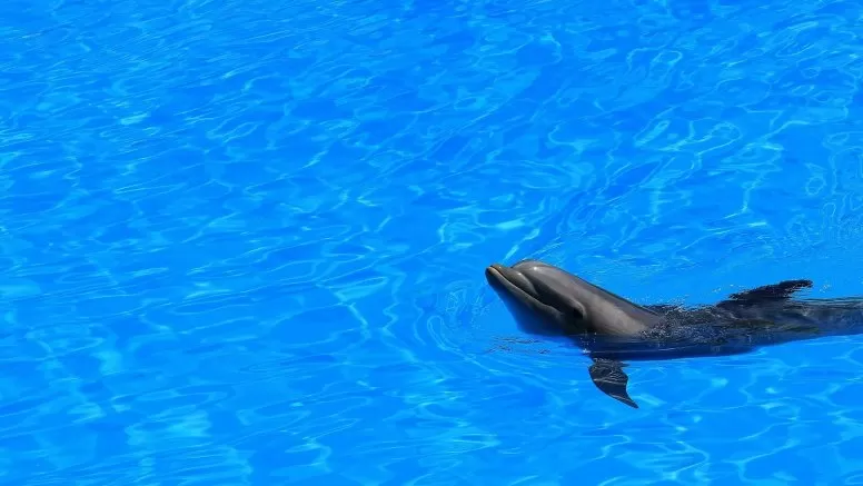 The Franz Weber Foundation asks the Cabildo to declare Lanzarote and Graciosa free of animal shows