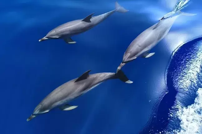 Lobos Island Dolphin Tour LANZAROTE