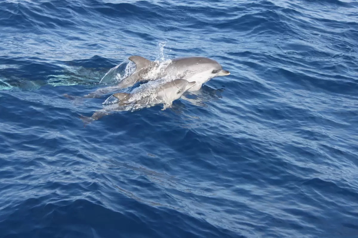 Lobos Island Dolphin Tour LANZAROTE