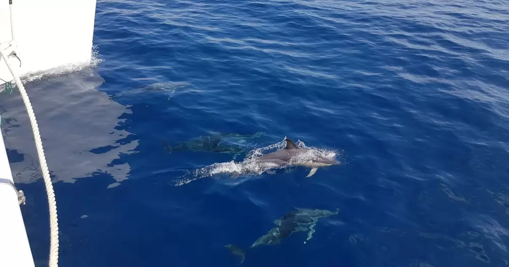 Sunset Dolphin Catamaran Tour LANZAROTE