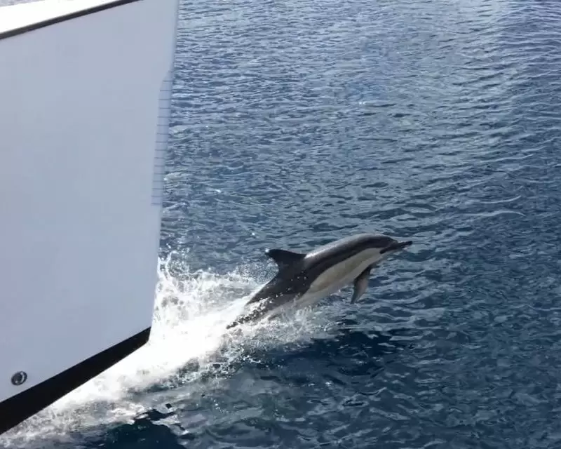 Sunset Dolphin Catamaran Tour LANZAROTE