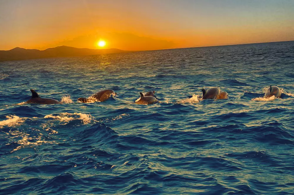 Sunset Dolphin Tour LANZAROTE
