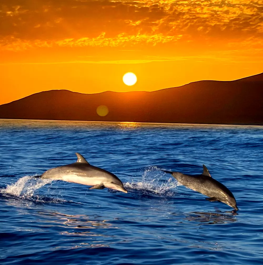 Sunset Dolphin Tour LANZAROTE