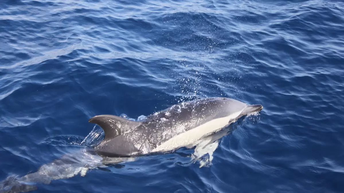 Sunset Dolphin Tour LANZAROTE