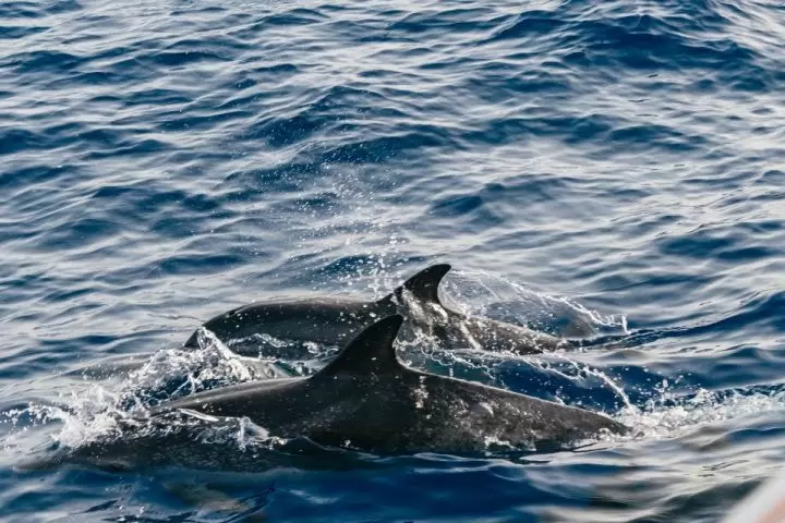 Sunset Dolphin Tour LANZAROTE