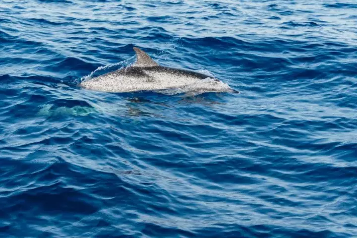 Sunset Dolphin Tour LANZAROTE
