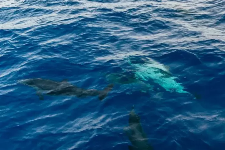 Sunset Dolphin Tour LANZAROTE