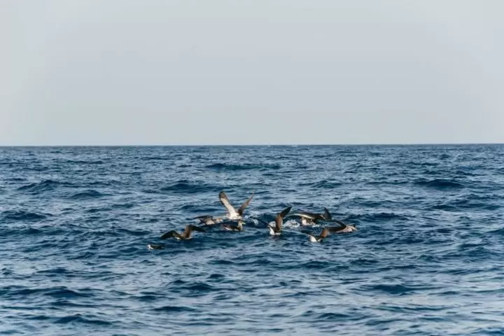 Sunset Dolphin Tour LANZAROTE