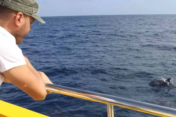 Sunset Dolphin Tour LANZAROTE
