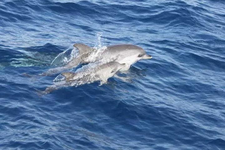 Sunset Dolphin Tour LANZAROTE