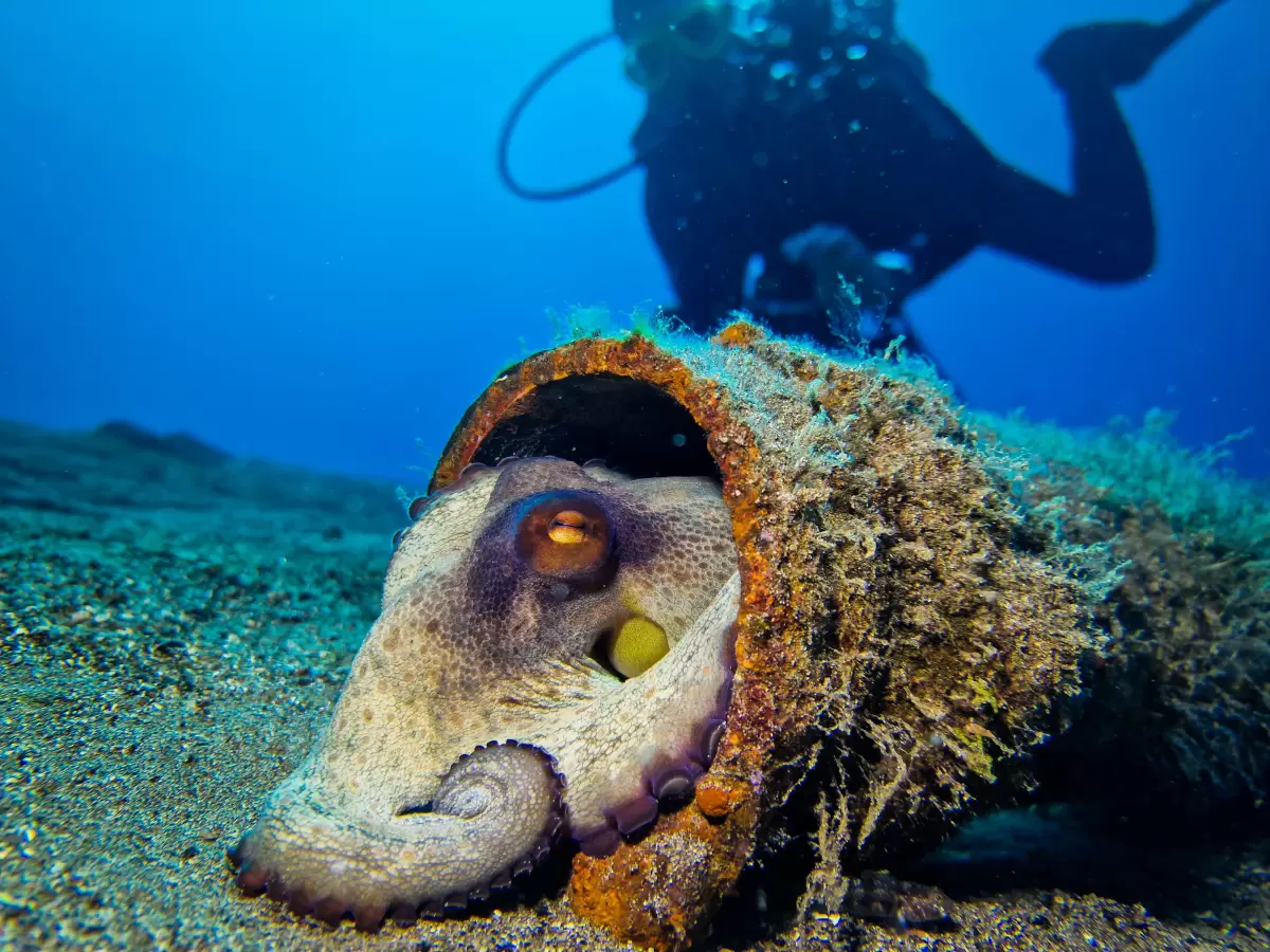 Try Dive / DSD/ Intro Dive !!! Costa Teguise, Puerto del Carmen ONLY !!! LANZAROTE