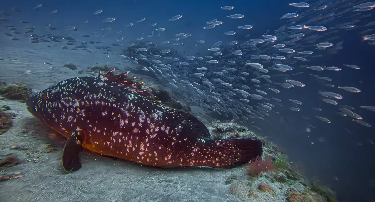 Try Dive / DSD/ Intro Dive !!! Costa Teguise, Puerto del Carmen ONLY !!! LANZAROTE
